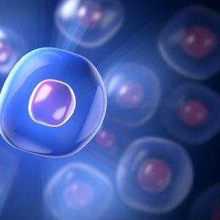 MEC-1 人慢性B细胞白血病细胞