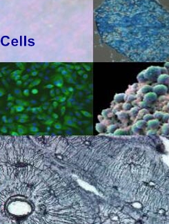 LLC-MK2恒河猴肾细胞|LLC-MK2细胞|恒河猴肾细胞