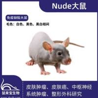 Nude大鼠