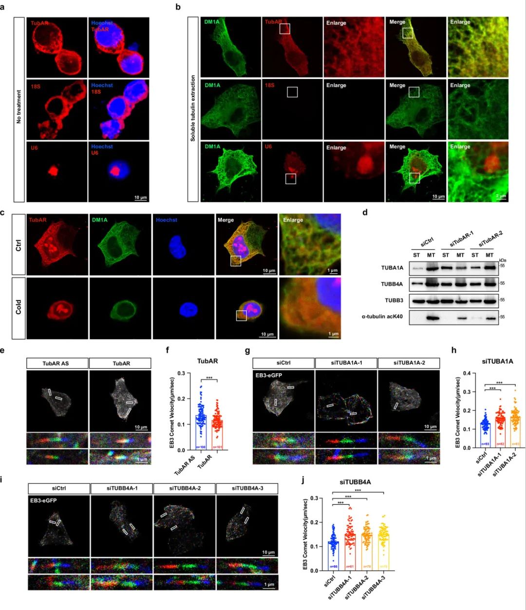 lncRNA研究进展盘点丨20240527期