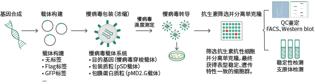 过表达稳定细胞系（株）构建服务
