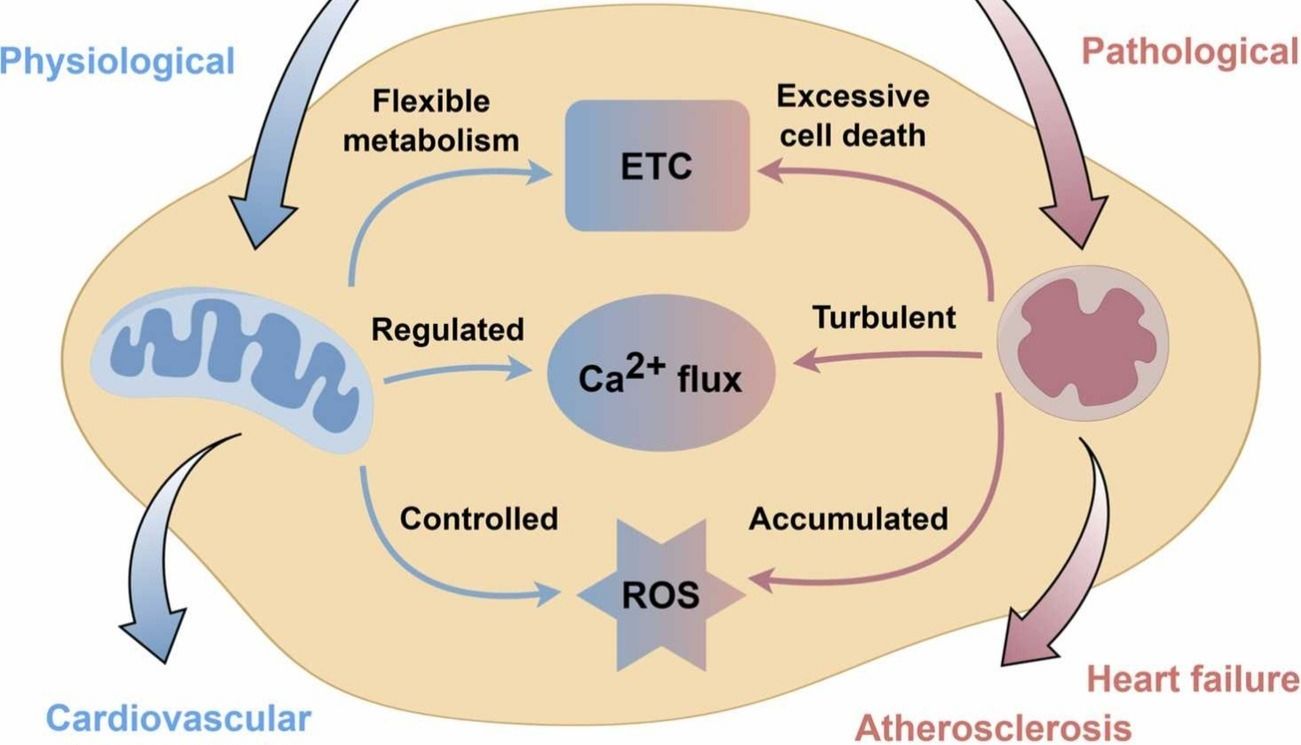 机械应力诱导的心血管疾病线粒体功能障碍：新机制和治疗靶点