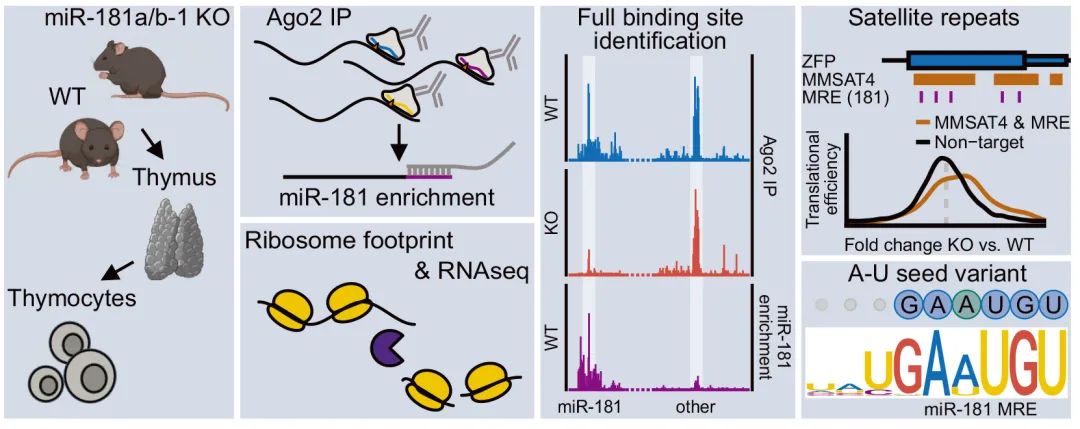 miRNA研究进展盘点丨20240530期
