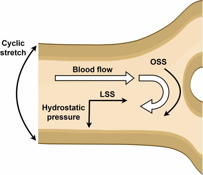 机械应力诱导的心血管疾病线粒体功能障碍：新机制和治疗靶点