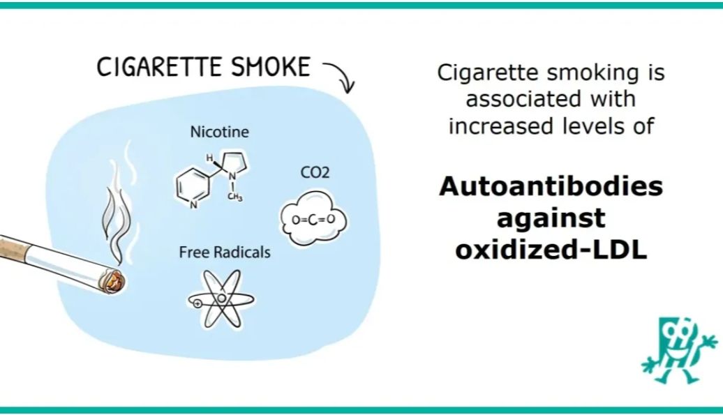 关于吸烟者的抗氧化低密度脂蛋白自身抗体