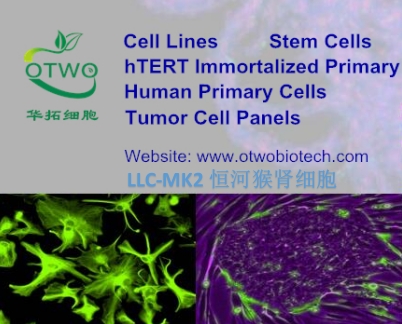 LLC-MK2恒河猴肾细胞|LLC-MK2细胞|恒河猴肾细胞