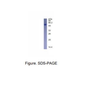 重组Sortase A蛋白(Notag标签)