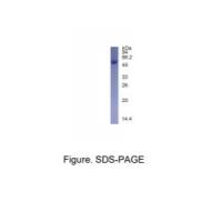 重组Sortase A蛋白(Notag标签)