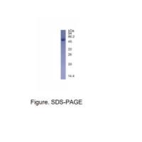 重组EV71 VP3/Capsid蛋白 VP3蛋白(N-GST标签)