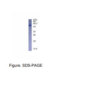 重组人DIABLO蛋白(N-His标签)