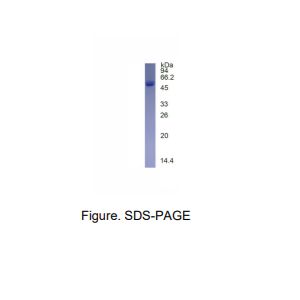 重组人TFAP4蛋白(N-His标签)