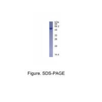 重组人TFAP4蛋白(N-His标签)