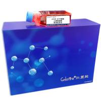 A549-GFP细胞人肺癌细胞带绿色荧光