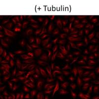 AAT Annexin V, TRITC标记