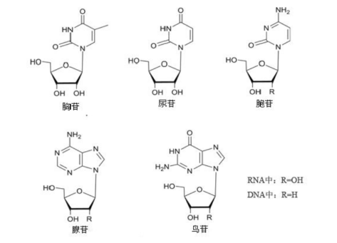核苷酸产品介绍