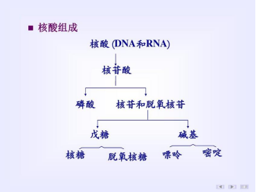 核苷酸产品介绍