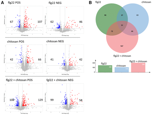 Flg22, Flagellin Fragment