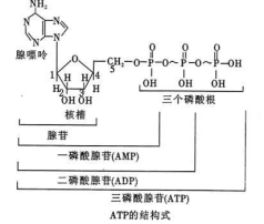 核苷酸产品介绍
