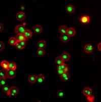 Annexin V-iFluor 555标记