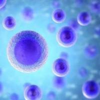 HCC1428 人乳腺腺癌细胞