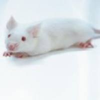 ICR小鼠