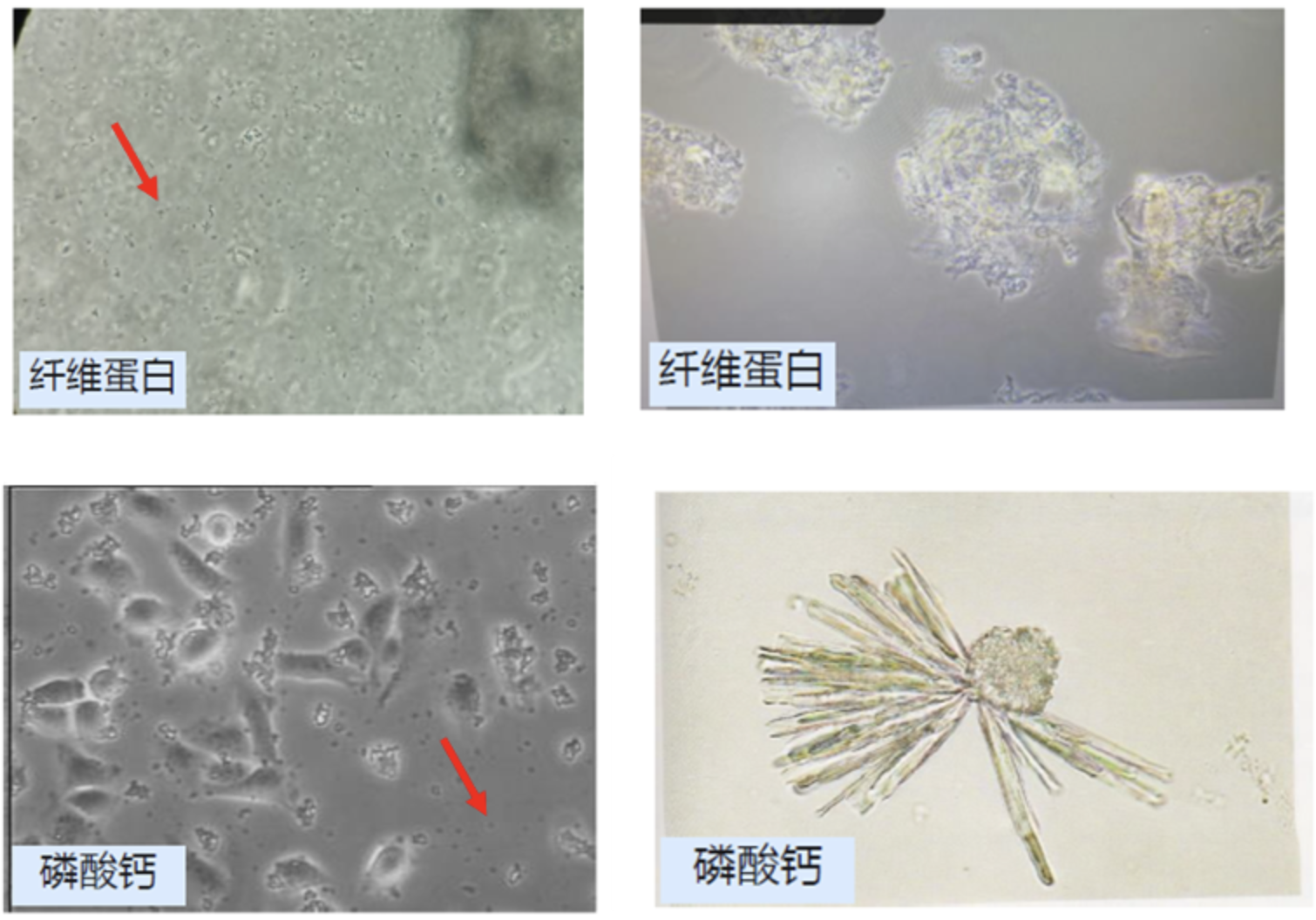 细胞培养常见问题之血清篇