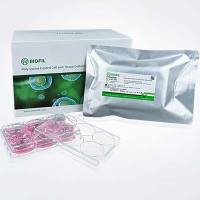 多聚-D-赖氨酸包被表面产品