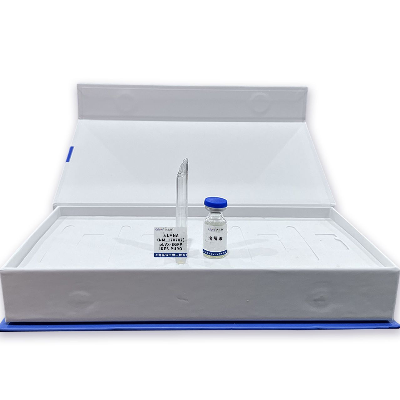 人LMNA(NM_170707)pLVX-EGFP-IRES-PURO