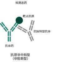 抗独特型抗体开发制备服务