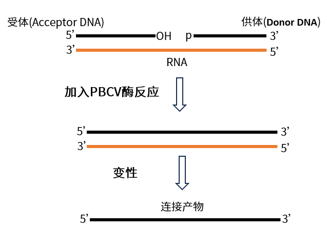 上新 | PBCV DNA Ligase（SplintR连接酶）：连接性能远超T4 连接酶，适用于原位测序、高灵敏RNA 检测