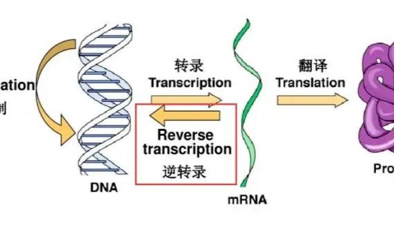 干货分享 | 你是否也有这个疑惑？qPCR提RNA不提DNA