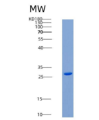 人LYPD3重组蛋白His Tag