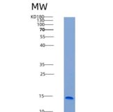 小鼠Syndecan-4重组蛋白His Tag