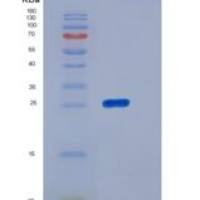 小鼠胶乳素(LXN)重组蛋白His tag