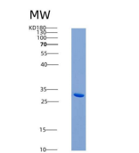 小鼠CD24 / Ly-52 / CD24A重组蛋白Fc t