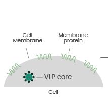 VLP形式的膜蛋白表达服务