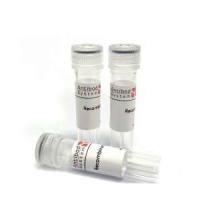 Anti-Complex spinal cord protein sample Antibody (L7/3)