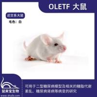 OLETF大鼠