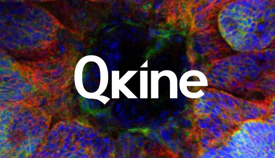 Qkine用于类器官培养的生长因子（上）_曼博生物