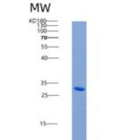 小鼠CD24 / Ly-52 / CD24A重组蛋白Fc tag