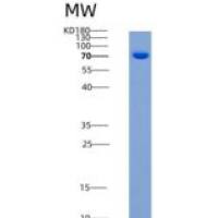 小鼠CD45 / PTPRC重组蛋白Fc tag