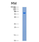 人GFRA3 / GFR-alpha-3重组蛋白His & 