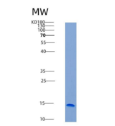 小鼠Syndecan-4重组蛋白His Tag