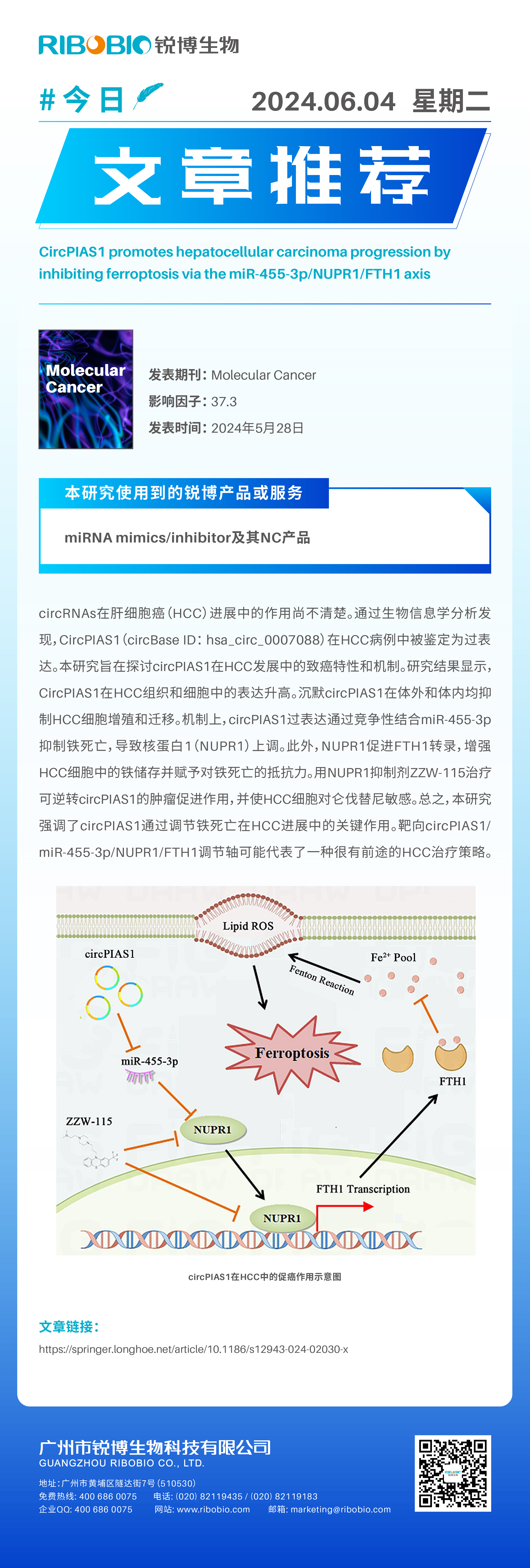 今日文章推荐（IF37.3）丨CircPIAS1通过miR-455-3pNUPR1FTH1轴抑制铁死亡，促进HCC进展