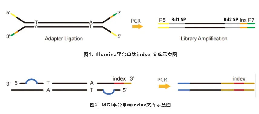 解决方案 | NGS接头选择大揭秘，解锁你的高通量测序之旅！
