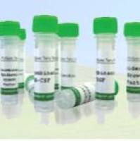 Recombinant Human Serum Albumin, Pichia Pastoris