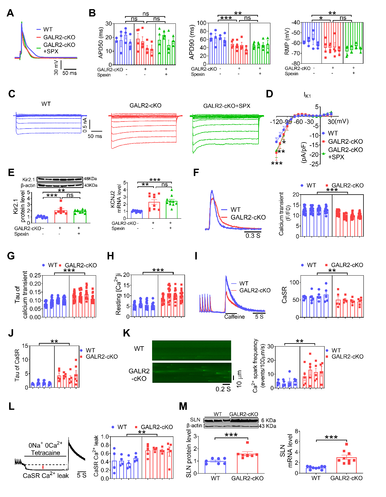 哈尔滨医科大学杨宝峰院士团队提出心房颤动的治疗新思路
