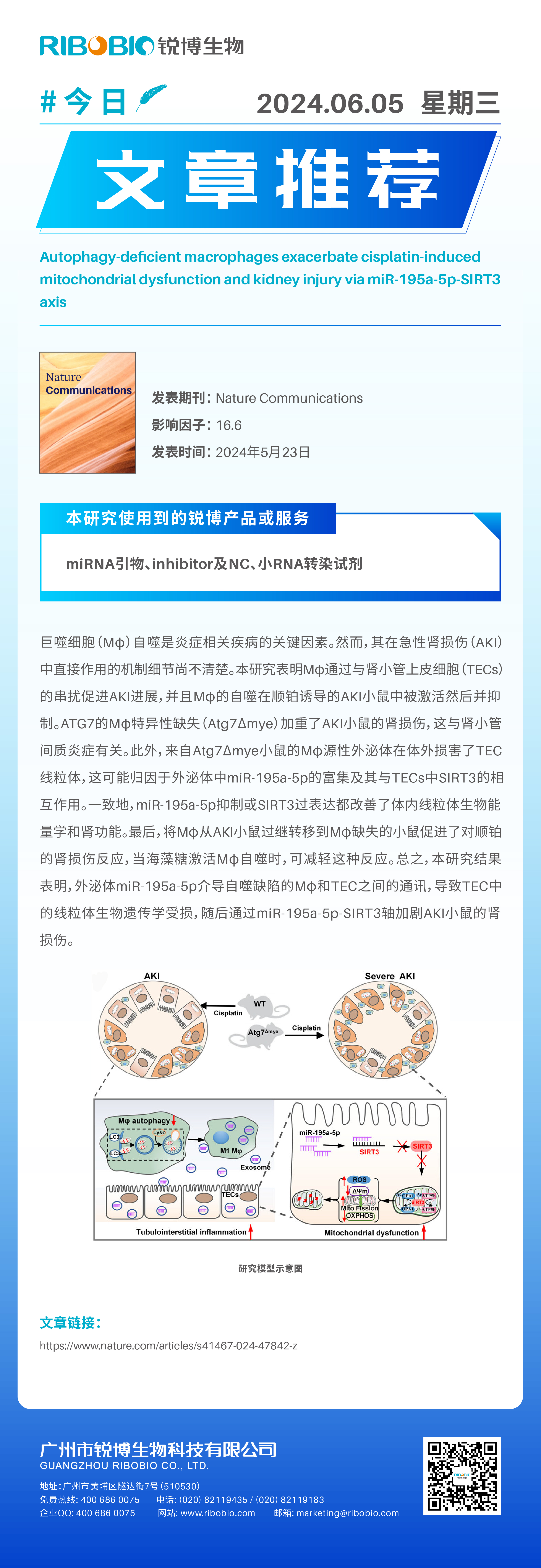 今日文章推荐（IF16.6）丨自噬缺陷型巨噬细胞通过miR-195a-5p-SIRT3轴加剧顺铂诱导的线粒体功能障碍和肾损伤