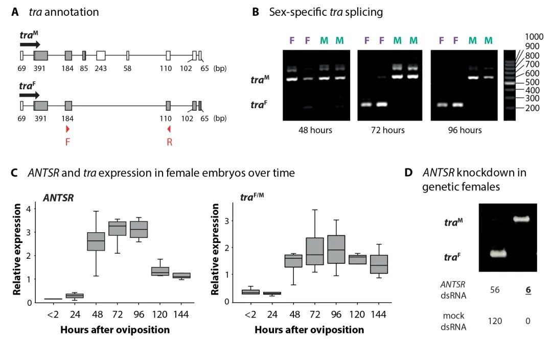 lncRNA研究进展盘点丨20240603期