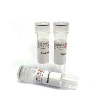 Monkeypox Virus (MPXV) A35R Antigen ELISA Kit